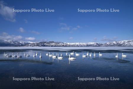屈斜路湖とハクチョウ