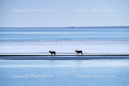 湖畔とエゾシカ