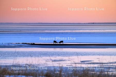 湖畔とエゾシカ