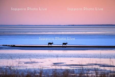 湖畔とエゾシカ