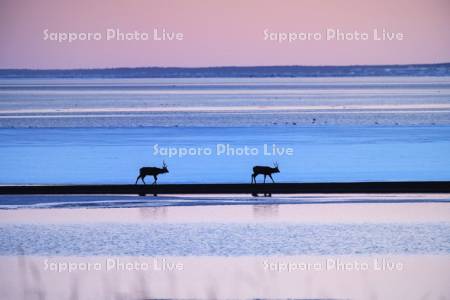 湖畔とエゾシカ