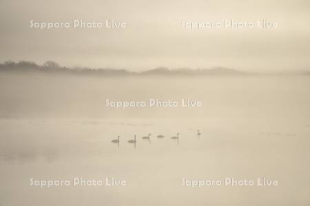 朝もやのハクチョウ
