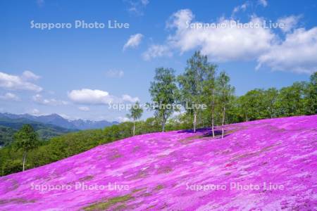 芝ざくら滝上公園