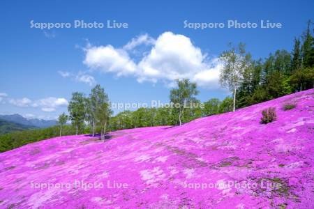 芝ざくら滝上公園