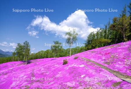 芝ざくら滝上公園