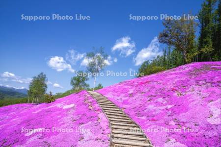 芝ざくら滝上公園