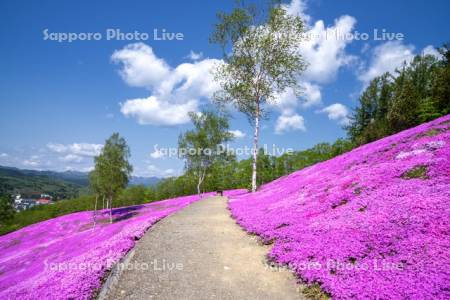 芝ざくら滝上公園