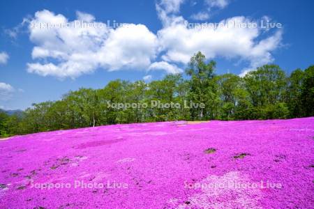 芝ざくら滝上公園