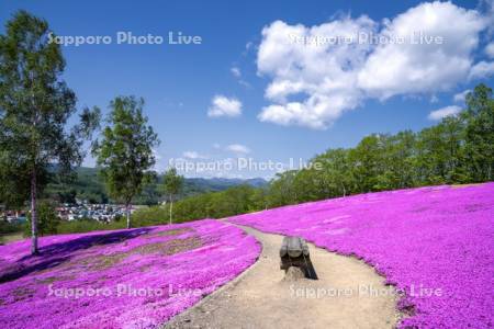 芝ざくら滝上公園