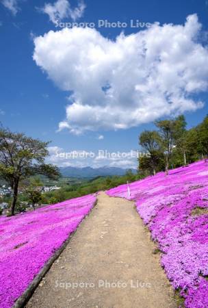 芝ざくら滝上公園