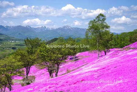 芝ざくら滝上公園