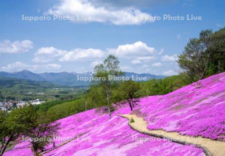 芝ざくら滝上公園