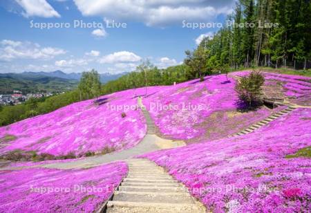 芝ざくら滝上公園