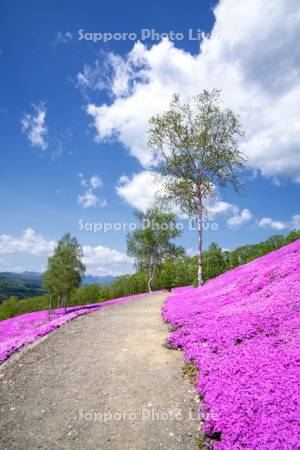 芝ざくら滝上公園