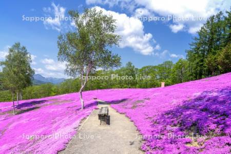 芝ざくら滝上公園