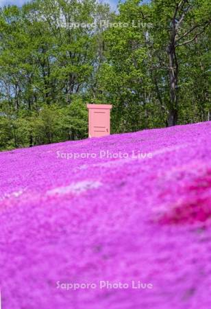 芝ざくら滝上公園どこまでもドア