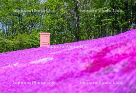 芝ざくら滝上公園どこまでもドア
