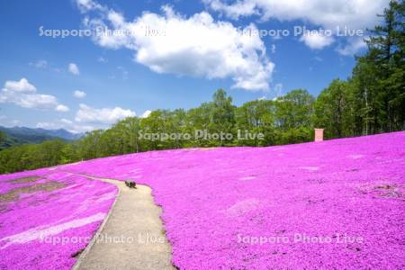 芝ざくら滝上公園