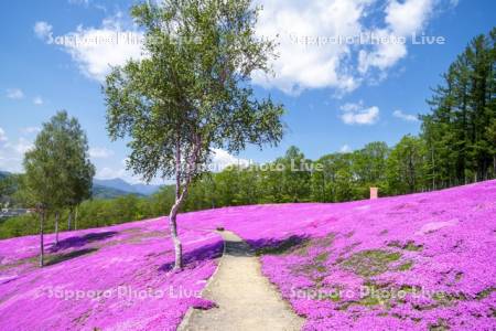 芝ざくら滝上公園