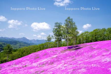 芝ざくら滝上公園