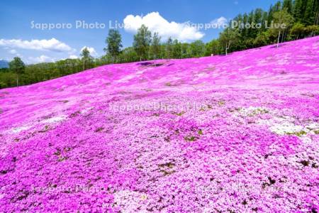 芝ざくら滝上公園