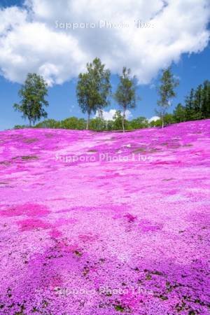 芝ざくら滝上公園
