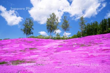 芝ざくら滝上公園