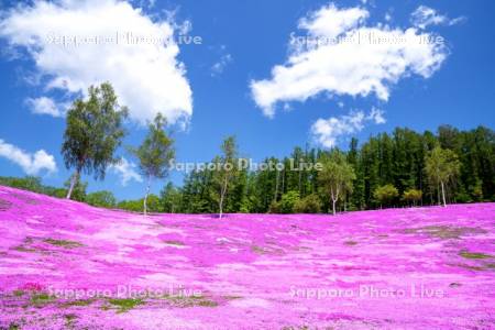 芝ざくら滝上公園