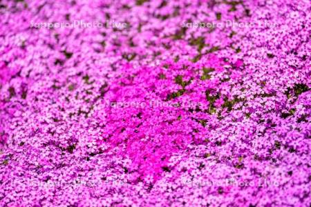 芝ざくら滝上公園