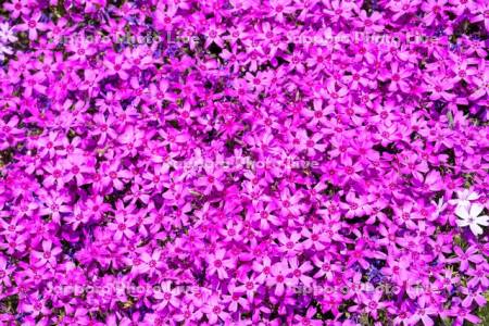 芝ざくら滝上公園