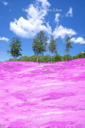 芝ざくら滝上公園