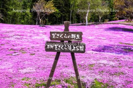 芝ざくら滝上公園