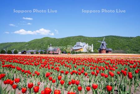 かみゆうべつチューリップ公園