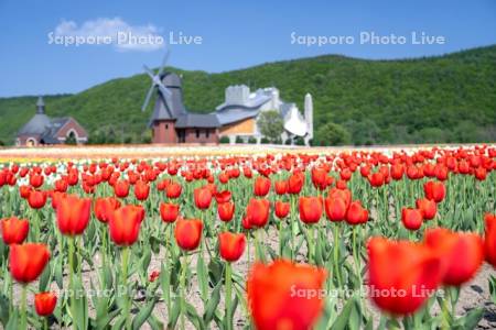 かみゆうべつチューリップ公園