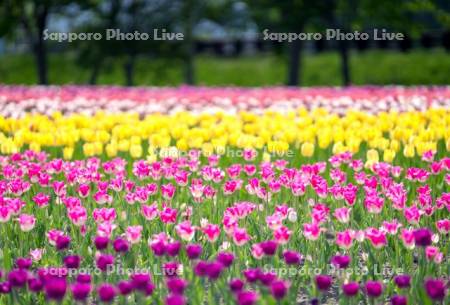 かみゆうべつチューリップ公園