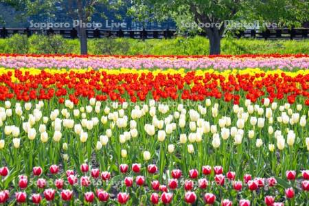 かみゆうべつチューリップ公園