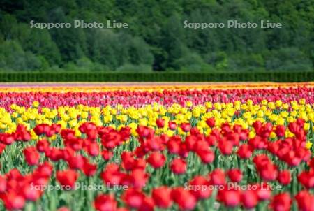 かみゆうべつチューリップ公園