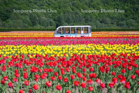 かみゆうべつチューリップ公園チューピット号