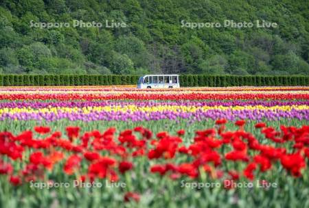 かみゆうべつチューリップ公園チューピット号
