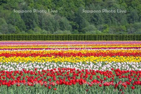 かみゆうべつチューリップ公園