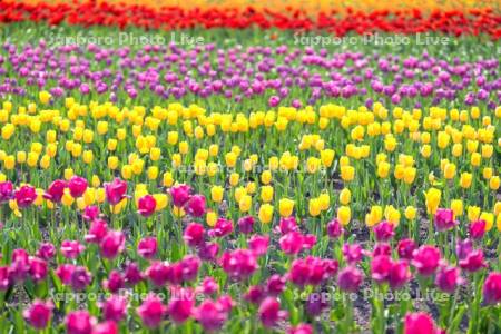 かみゆうべつチューリップ公園