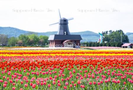 かみゆうべつチューリップ公園風車型展望台