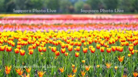 かみゆうべつチューリップ公園