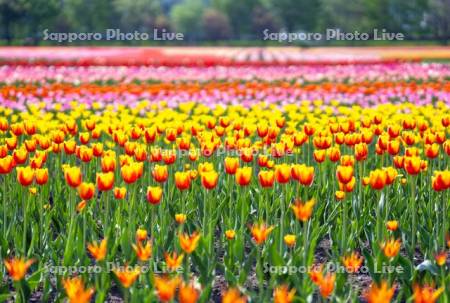 かみゆうべつチューリップ公園