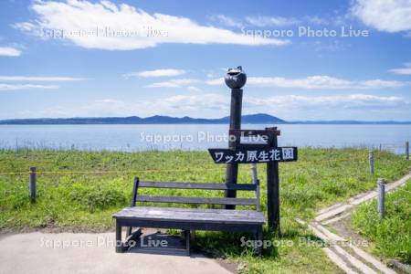 ワッカ原生花園