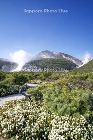 つつじヶ原と硫黄山