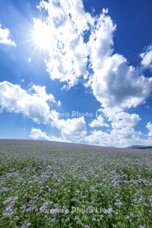 アンジェリア畑