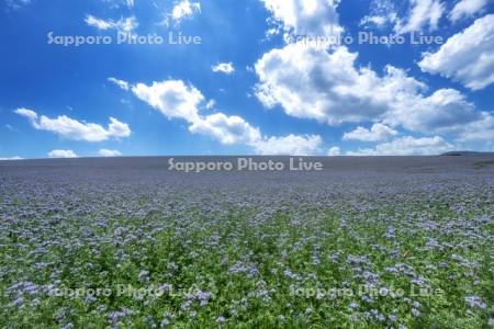 アンジェリア畑