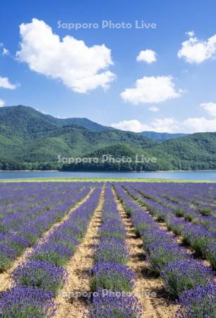 かなやま湖とラベンダー