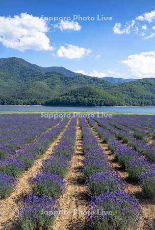 かなやま湖とラベンダー